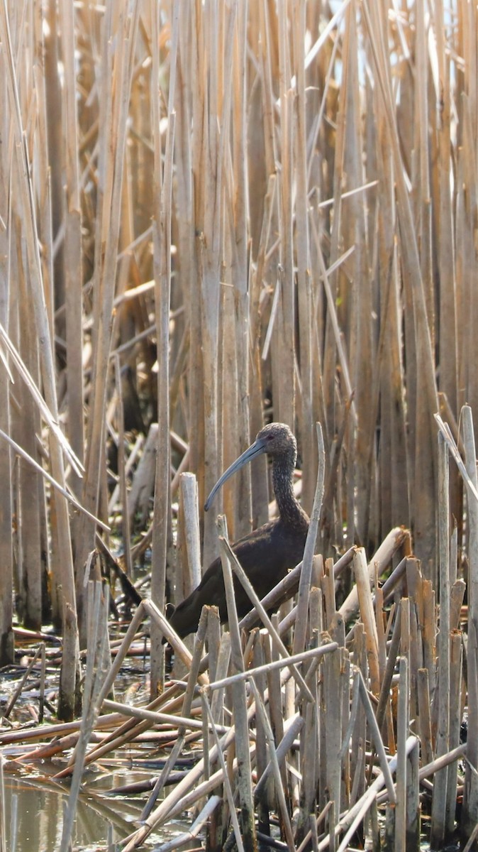 White-faced Ibis - Nolan Kerr