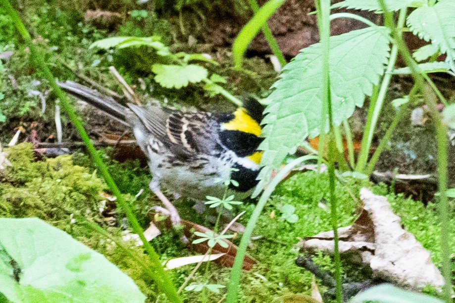 Yellow-throated Bunting - Sue Wright