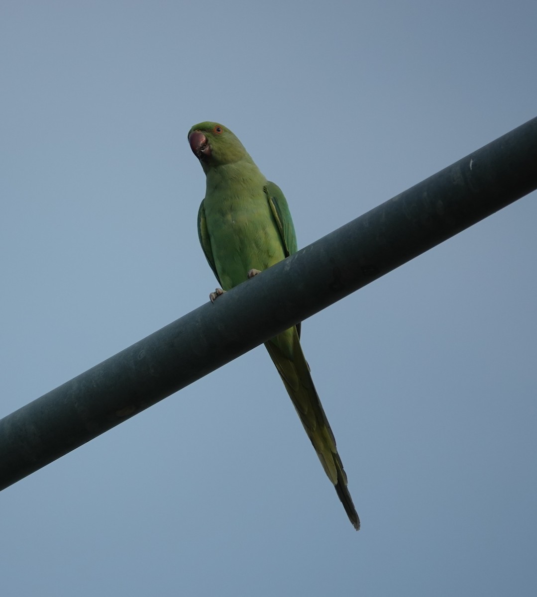 Rose-ringed Parakeet - ML622005403