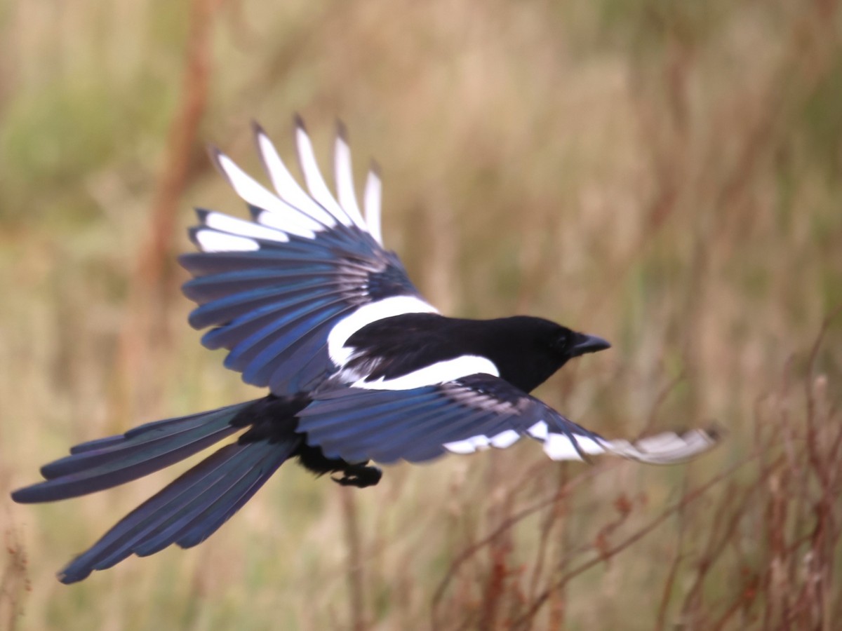 Eurasian Magpie - ML622005448