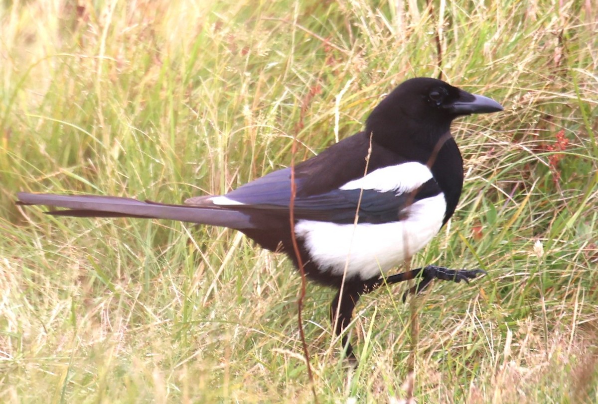 Eurasian Magpie - Lawrence Gardella