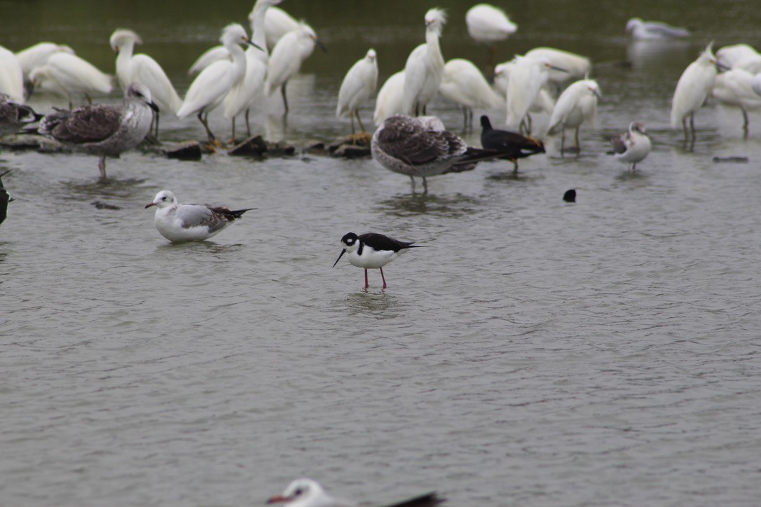 Black-necked Stilt - JACOB STASSO