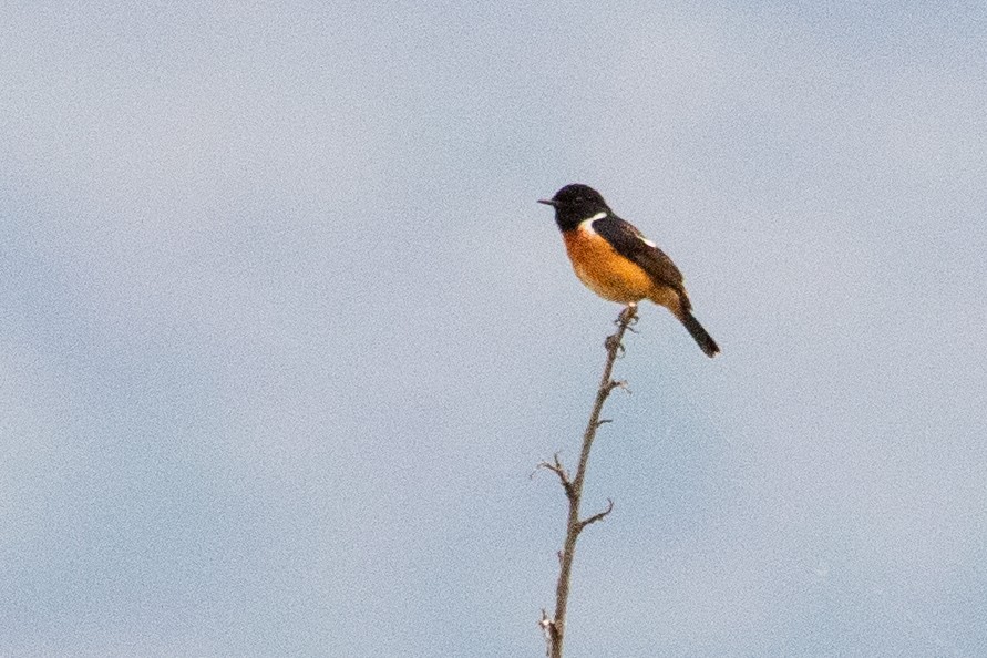 Siberian Stonechat (Przevalski's) - ML622005501