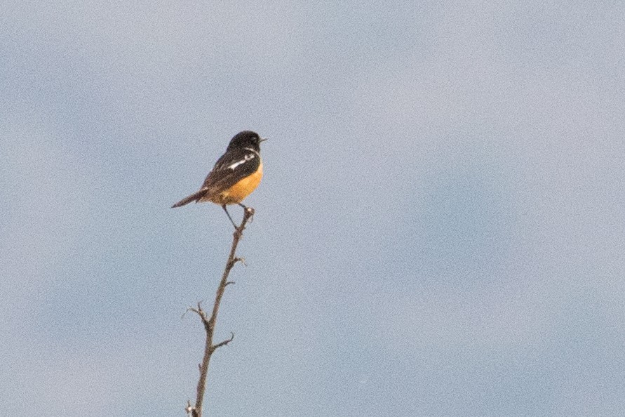 Siberian Stonechat (Przevalski's) - ML622005505