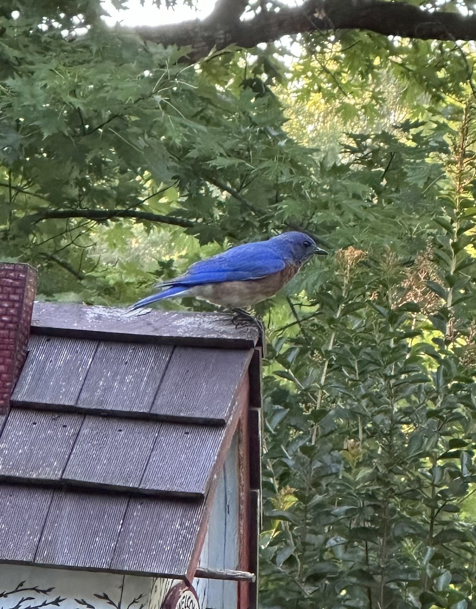 Eastern Bluebird - ML622005520