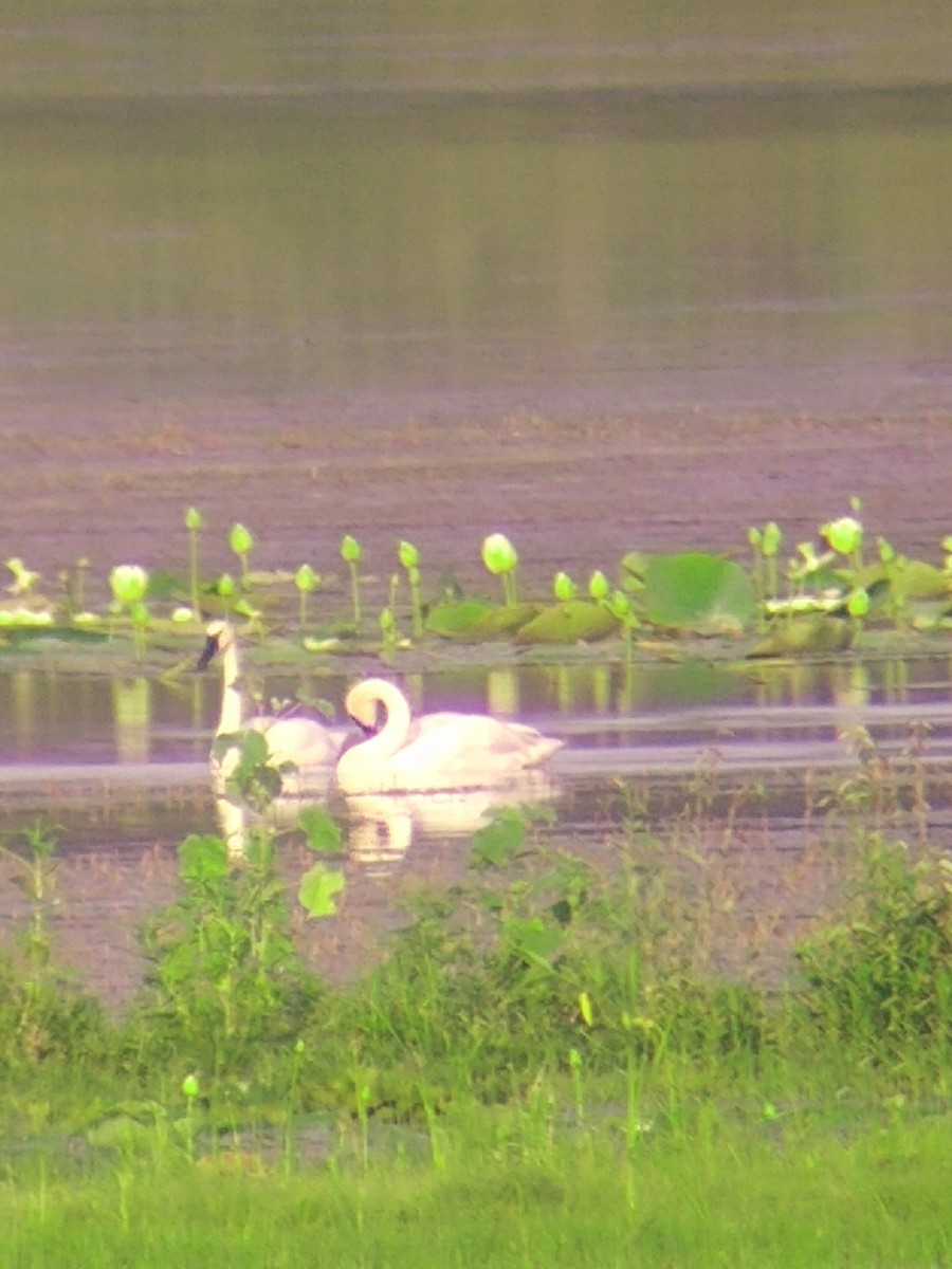 Trumpeter Swan - ML622005542