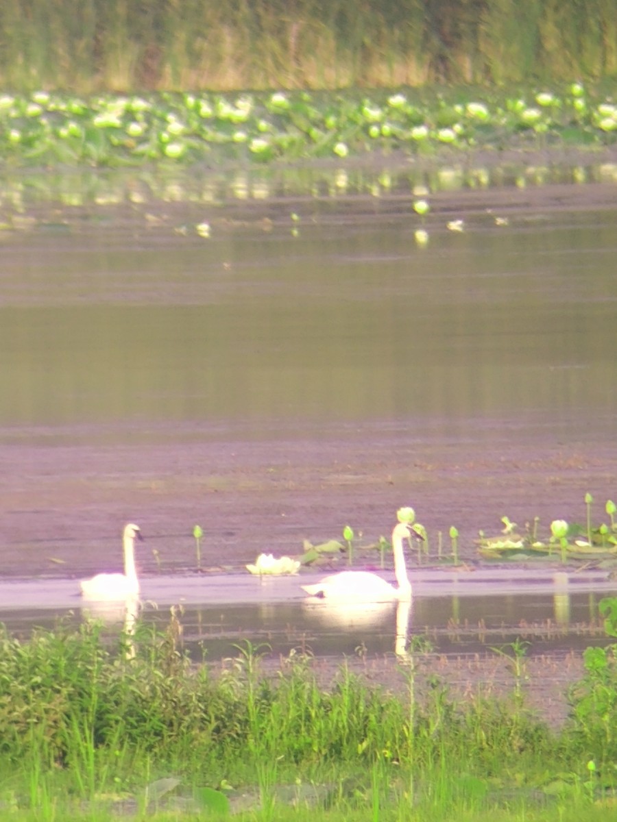 Trumpeter Swan - Scott Harp