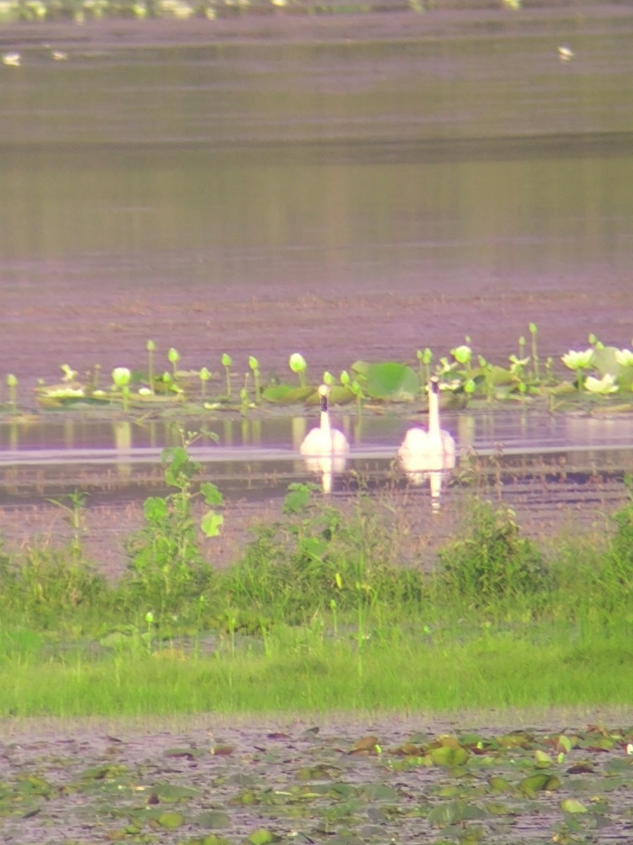 Trumpeter Swan - ML622005545