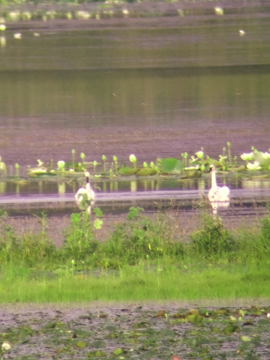 Trumpeter Swan - ML622005547