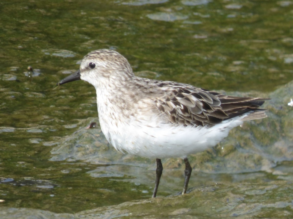 Semipalmated Sandpiper - ML622005596