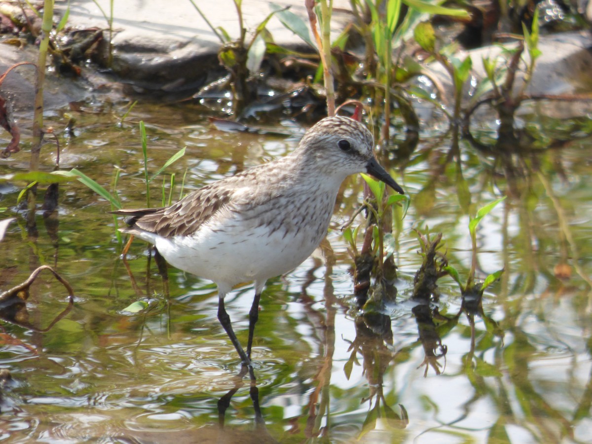 Semipalmated Sandpiper - ML622005597