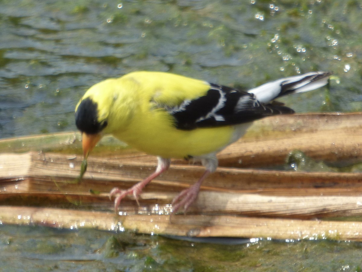 American Goldfinch - Ken Musgrave