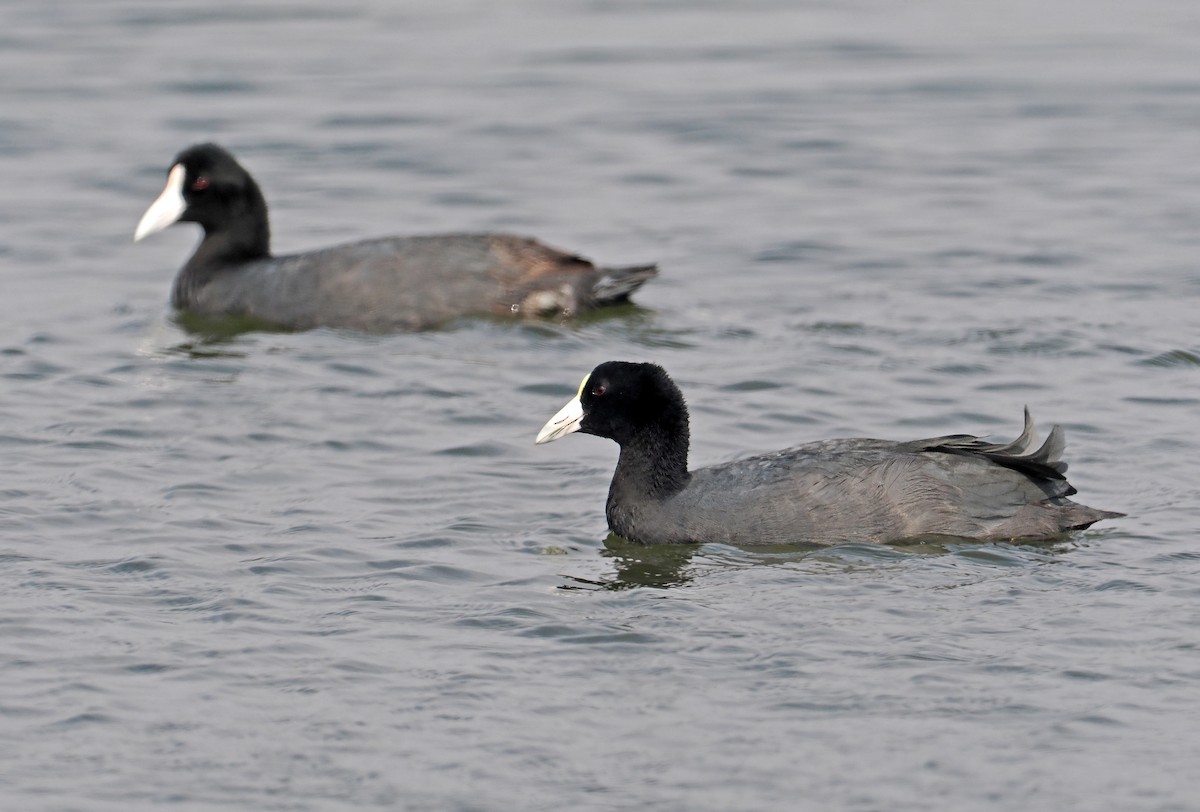 Slate-colored Coot - ML622005668