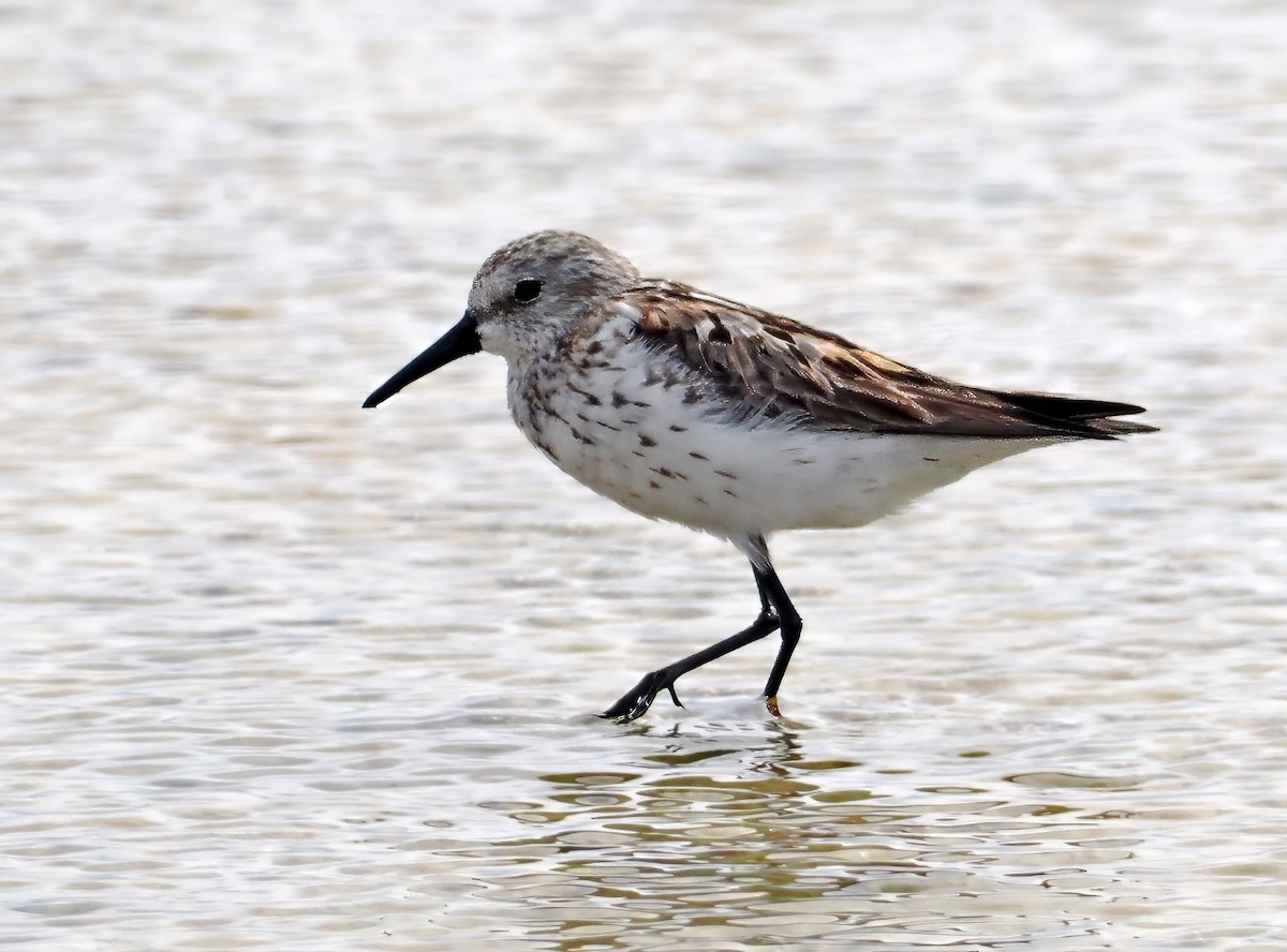 Western Sandpiper - Roger Ahlman