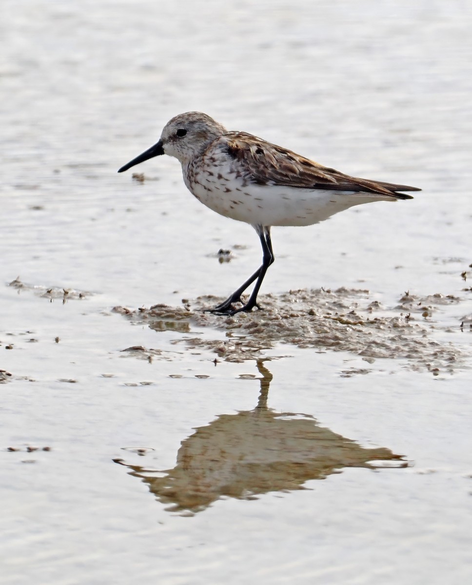 Western Sandpiper - ML622005676