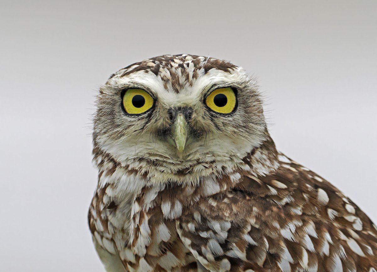 Burrowing Owl - ML622005677