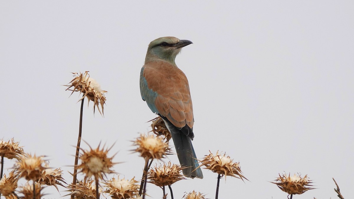 European Roller - Jose Vicente Oropesa Moreno