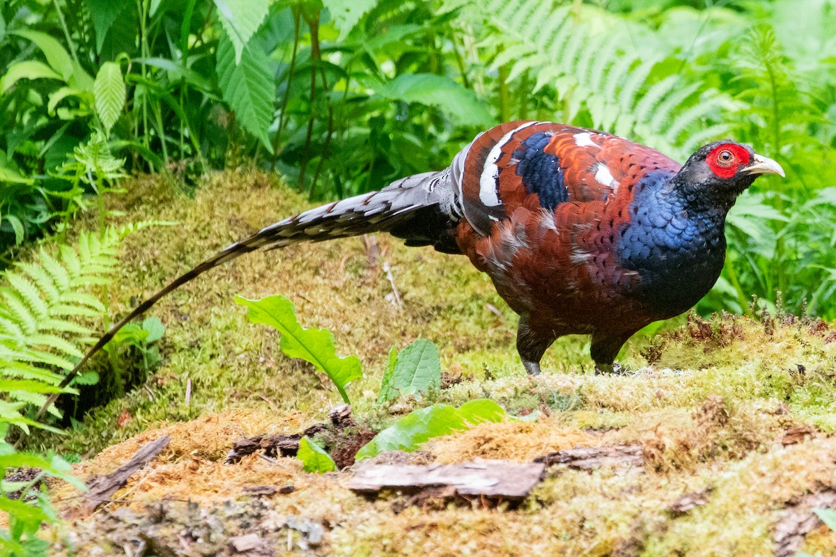 Mrs. Hume's Pheasant - ML622005795