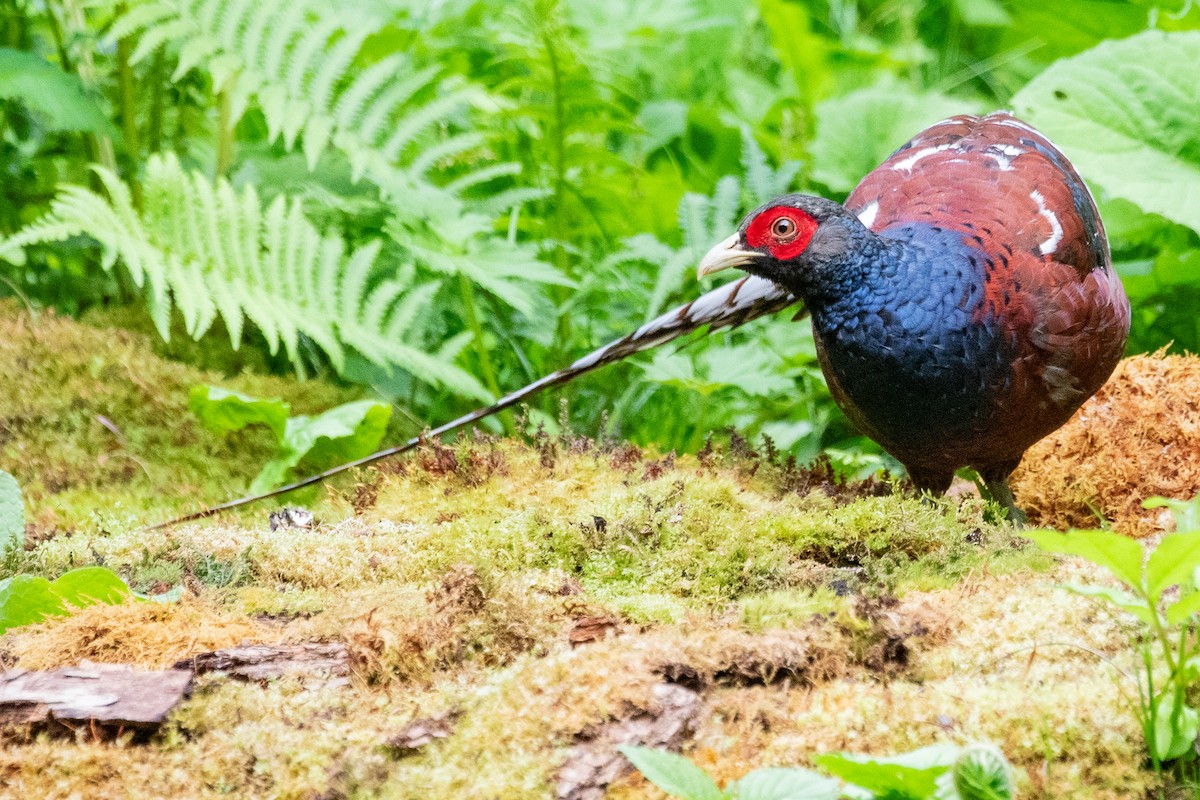 Mrs. Hume's Pheasant - ML622005805