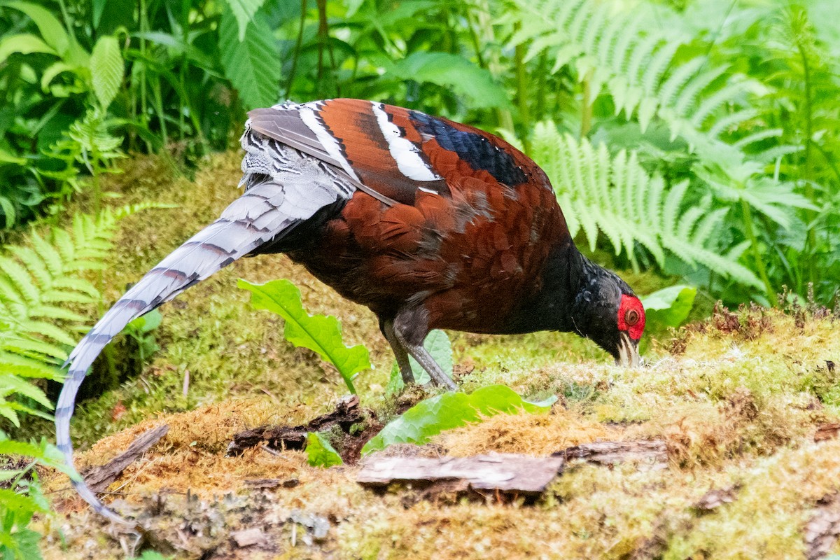 Mrs. Hume's Pheasant - ML622005821