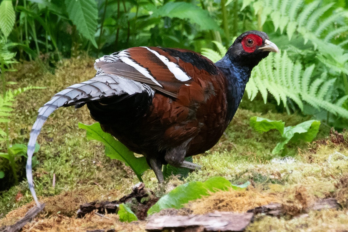 Mrs. Hume's Pheasant - ML622005825