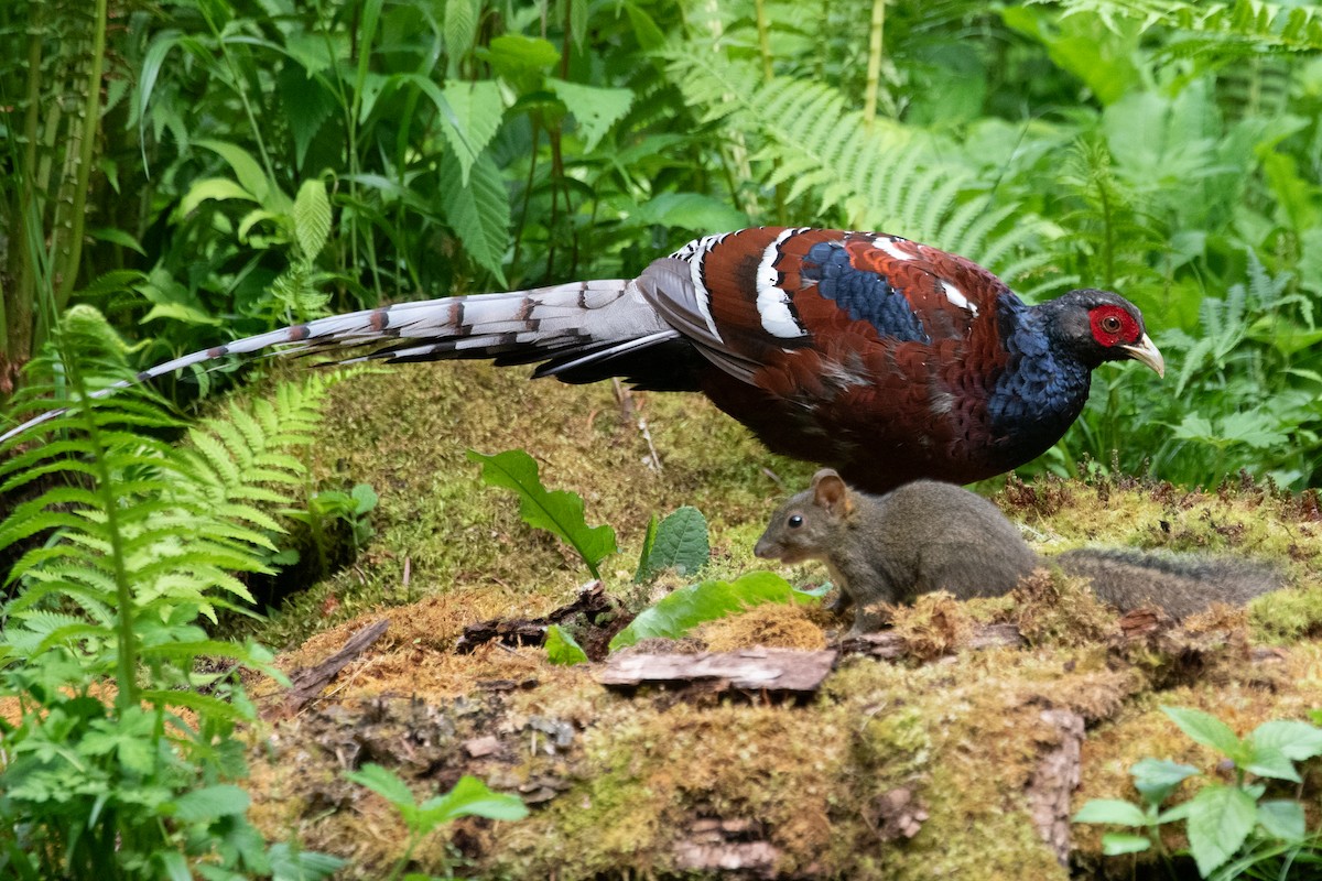 Mrs. Hume's Pheasant - ML622005829