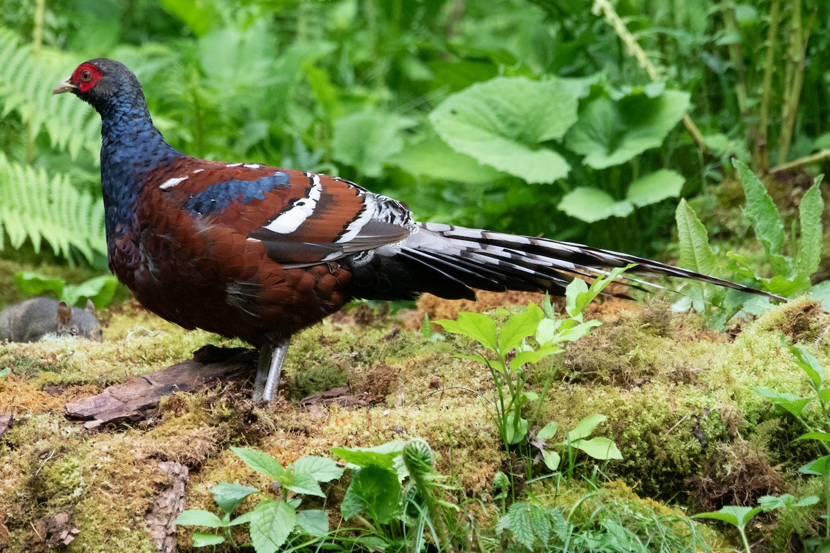 Mrs. Hume's Pheasant - ML622005836