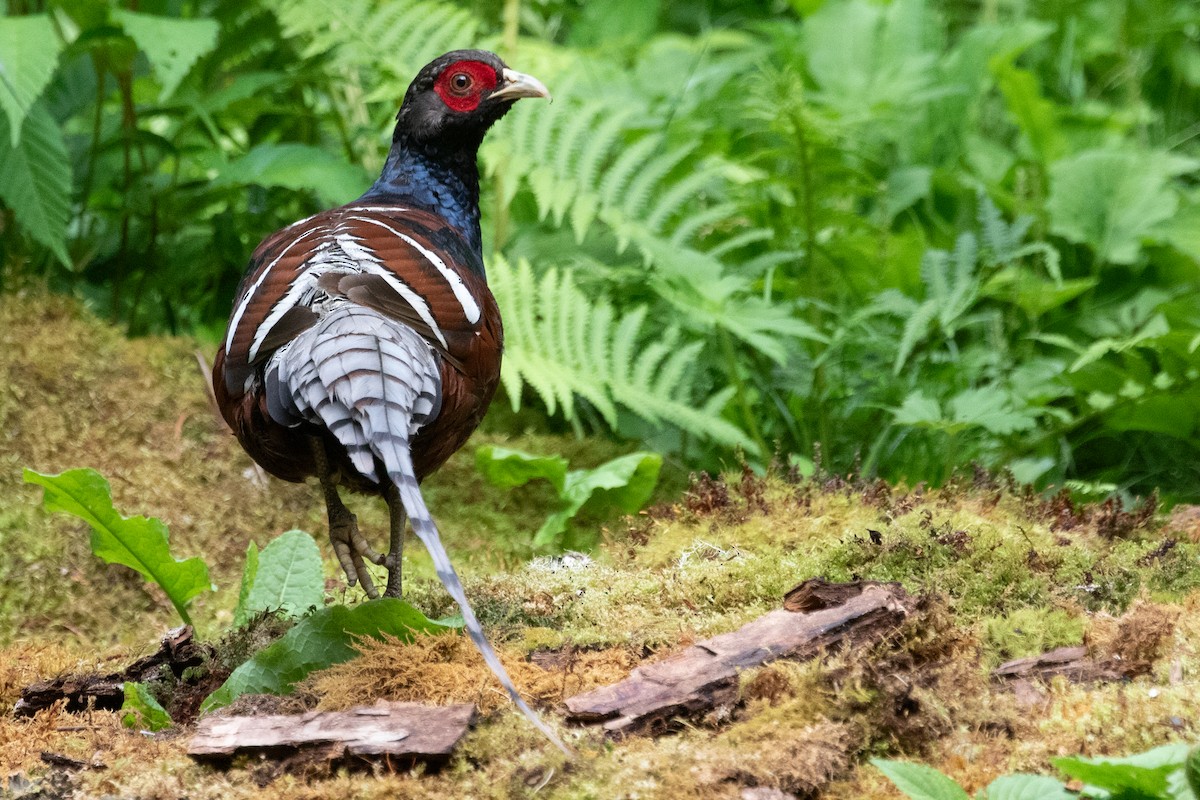 Mrs. Hume's Pheasant - ML622005852