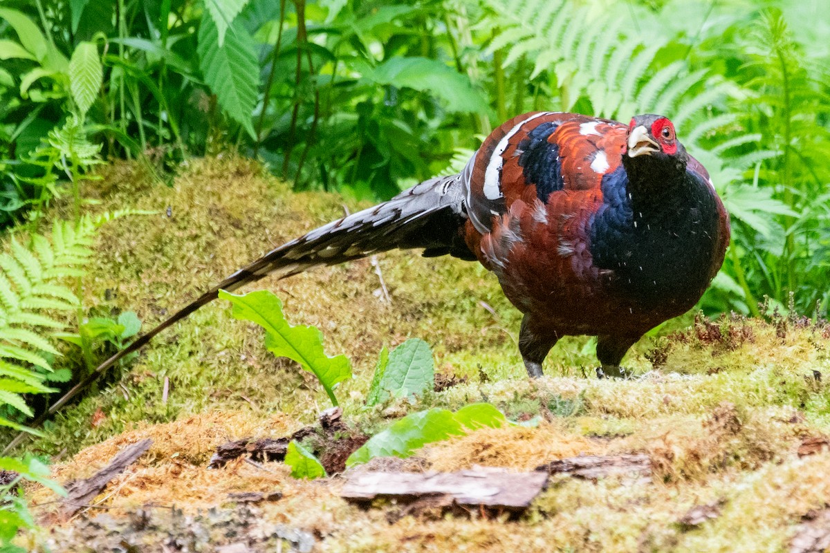 Mrs. Hume's Pheasant - ML622005869