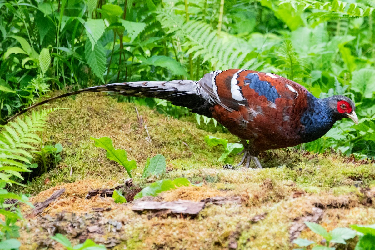 Mrs. Hume's Pheasant - ML622005875