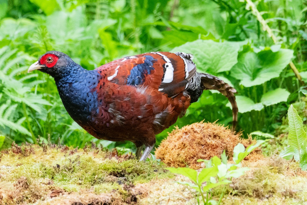 Mrs. Hume's Pheasant - ML622005882