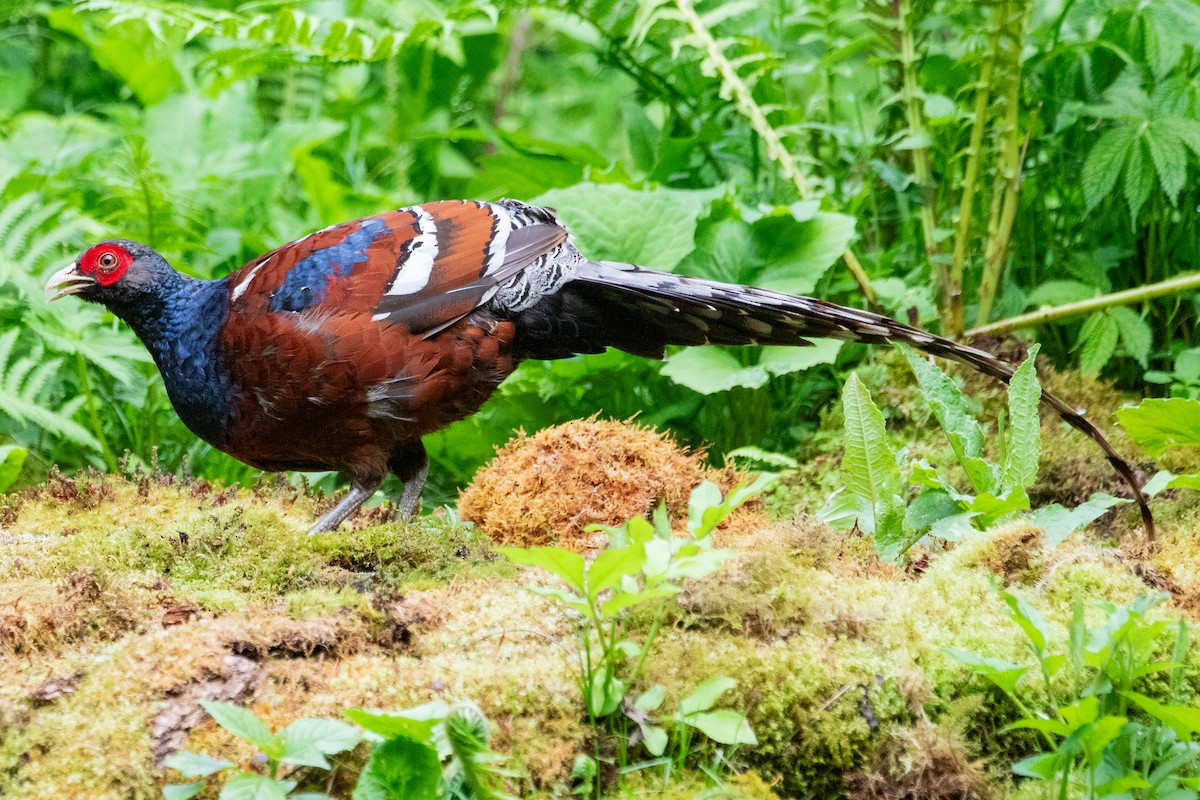 Mrs. Hume's Pheasant - ML622005883