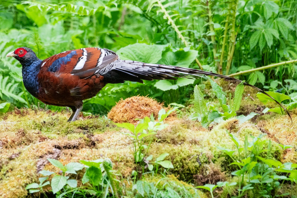 Mrs. Hume's Pheasant - ML622005887