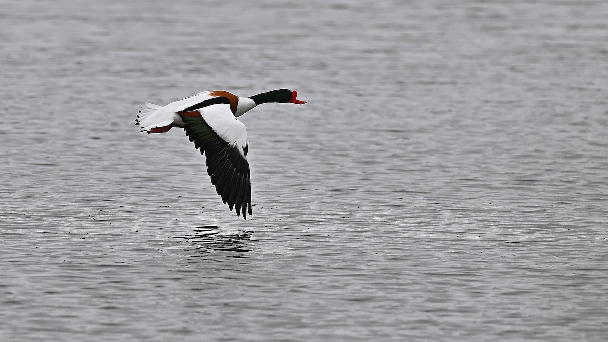 Common Shelduck - ML622005891
