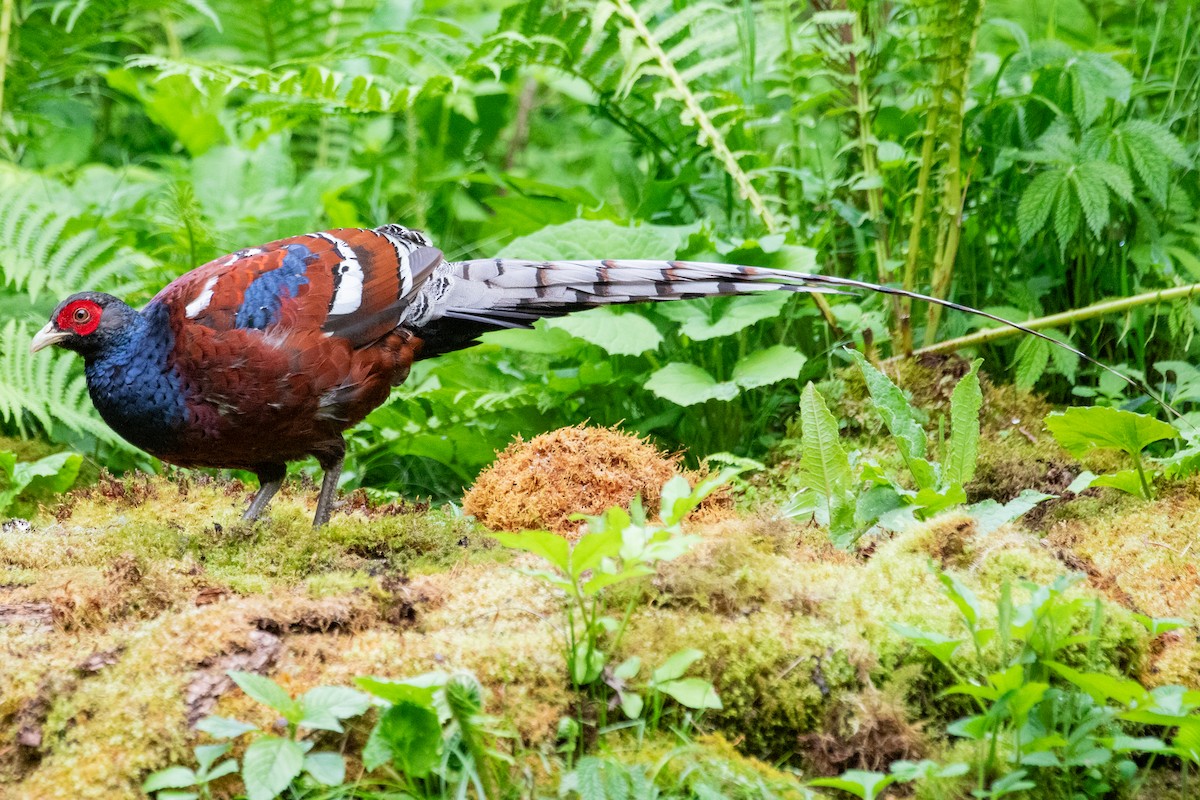 Mrs. Hume's Pheasant - ML622005893