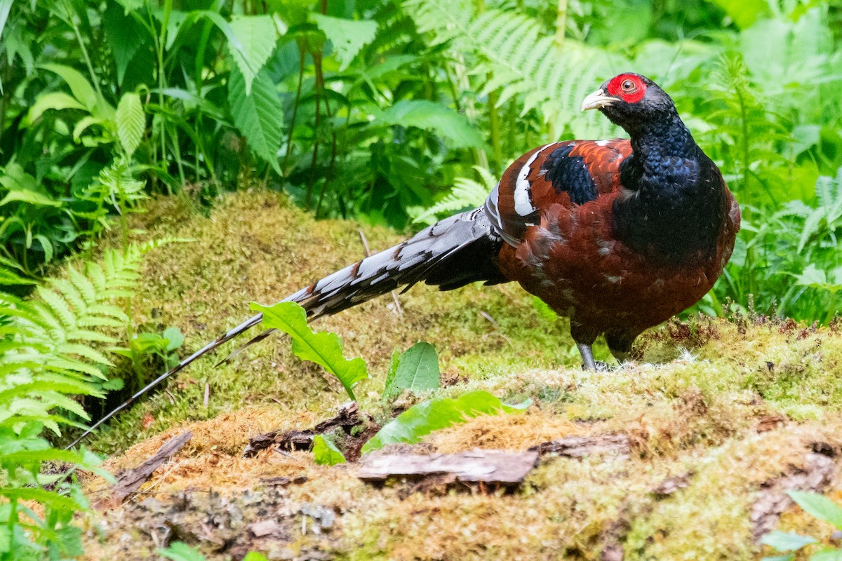 Mrs. Hume's Pheasant - ML622005897