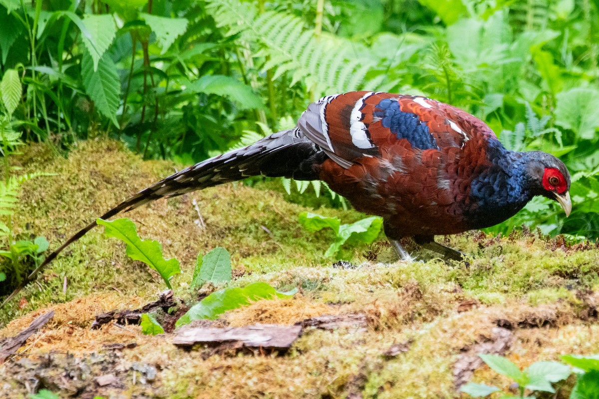 Mrs. Hume's Pheasant - ML622005898