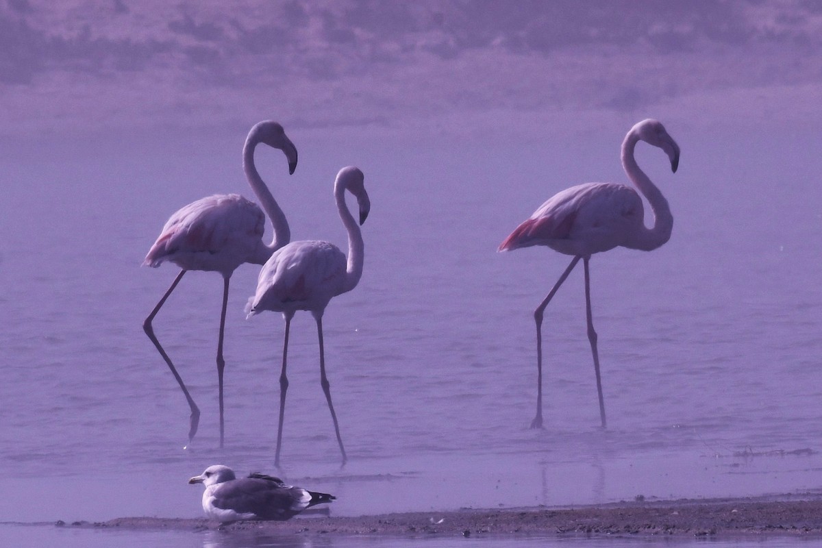 rosenflamingo - ML622005899