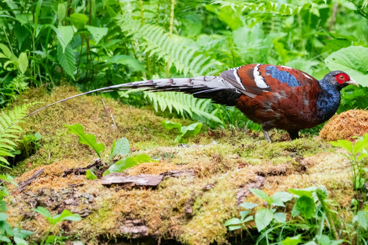 Mrs. Hume's Pheasant - ML622005900