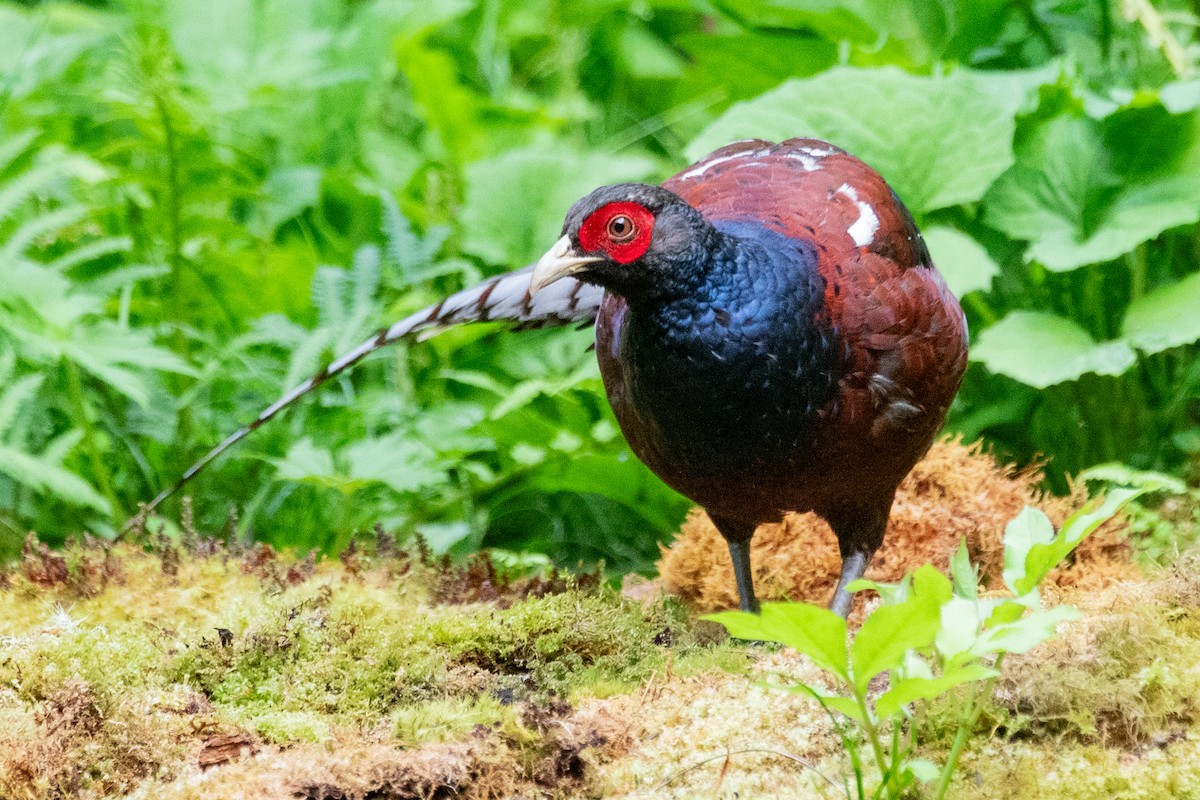 Mrs. Hume's Pheasant - ML622005902