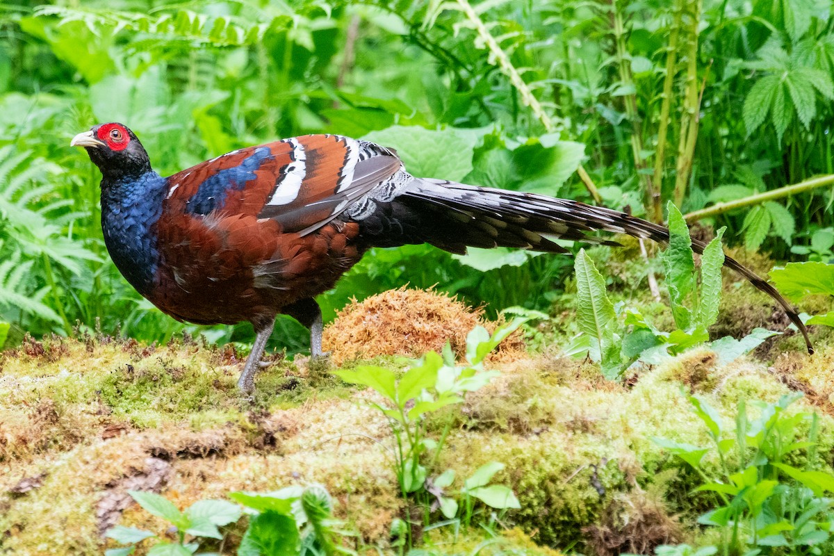 Mrs. Hume's Pheasant - ML622005903