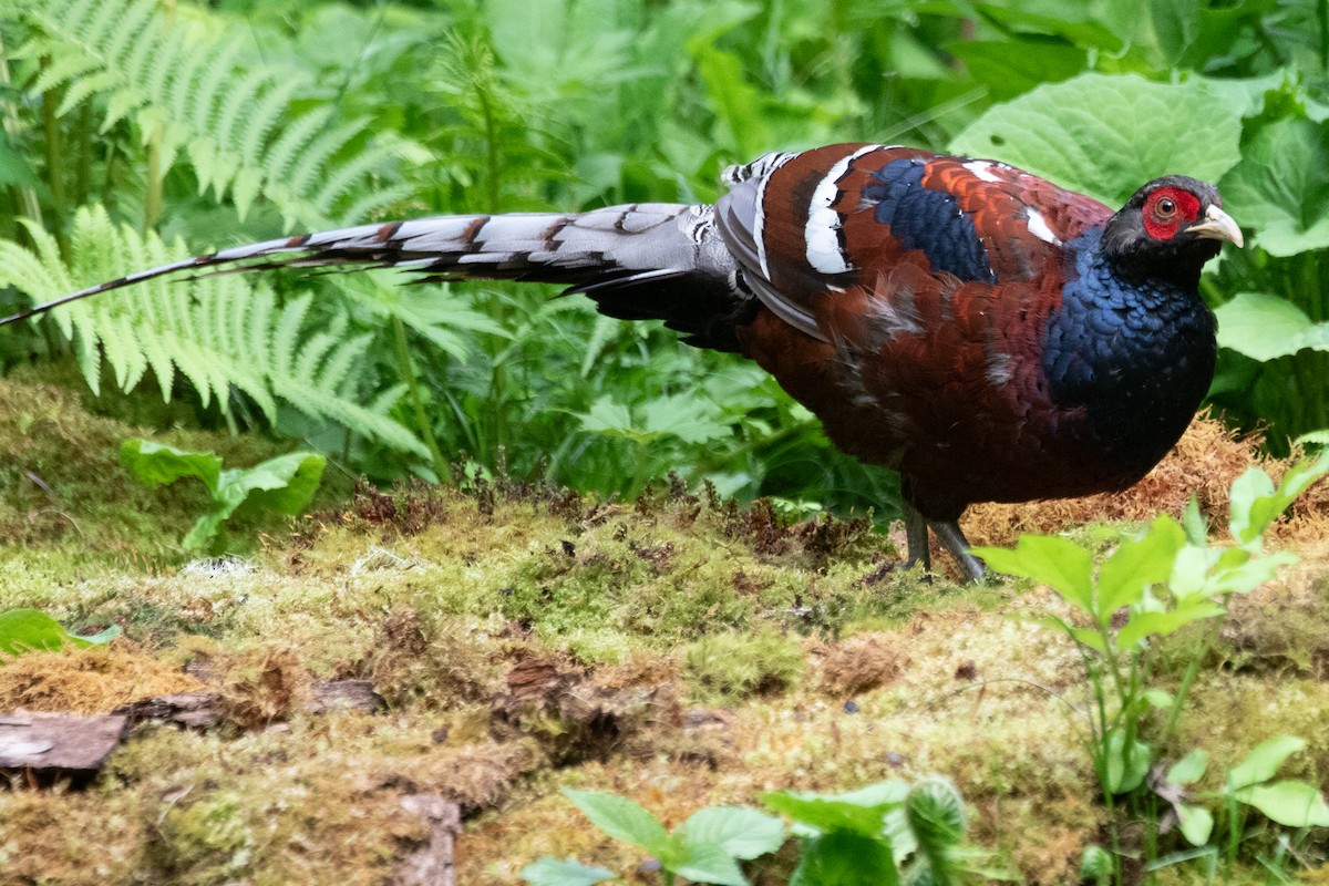 Mrs. Hume's Pheasant - ML622005909