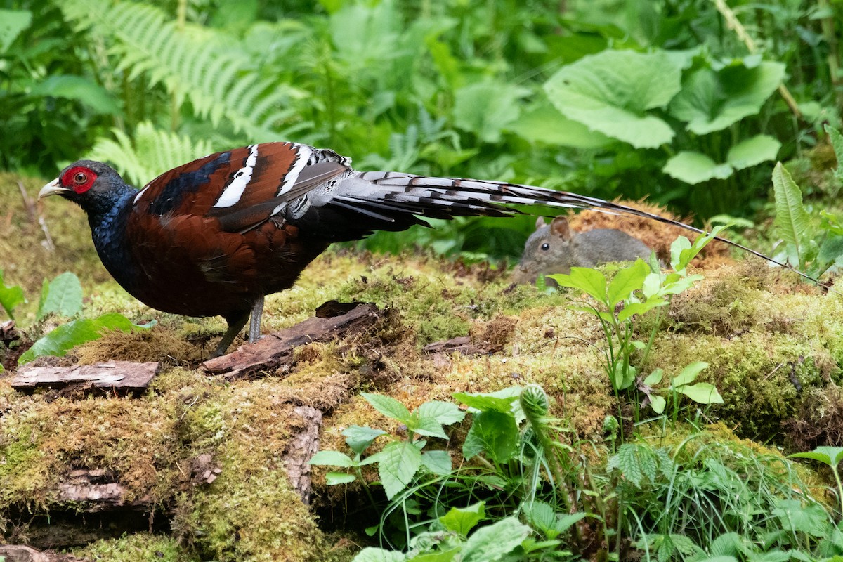 Mrs. Hume's Pheasant - ML622005911