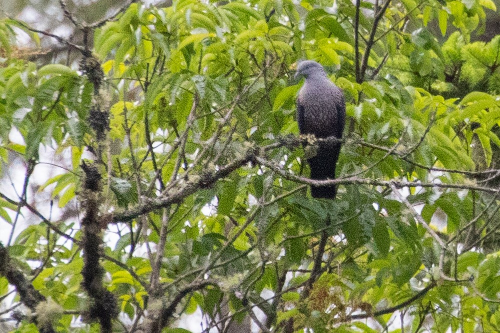 Speckled Wood-Pigeon - Sue Wright