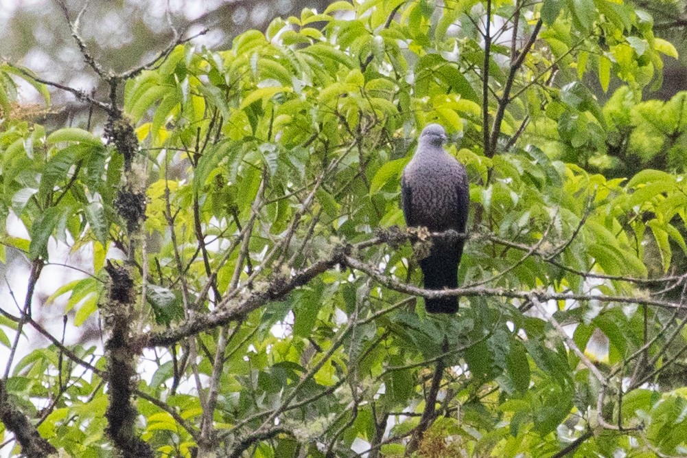 Speckled Wood-Pigeon - ML622005927