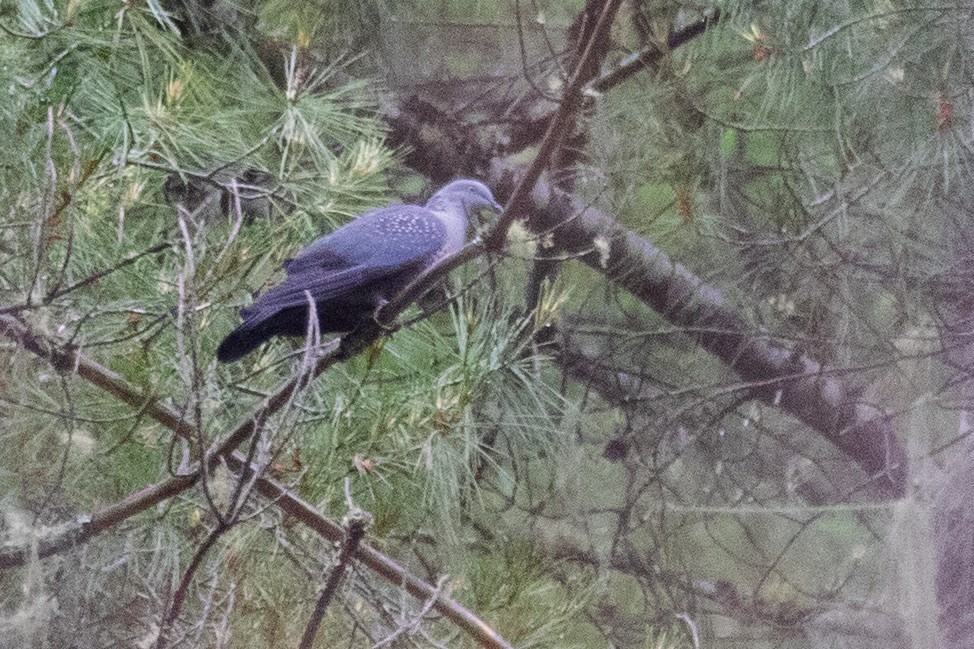 Speckled Wood-Pigeon - ML622005929