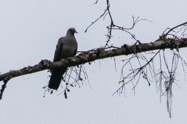 Speckled Wood-Pigeon - ML622005931