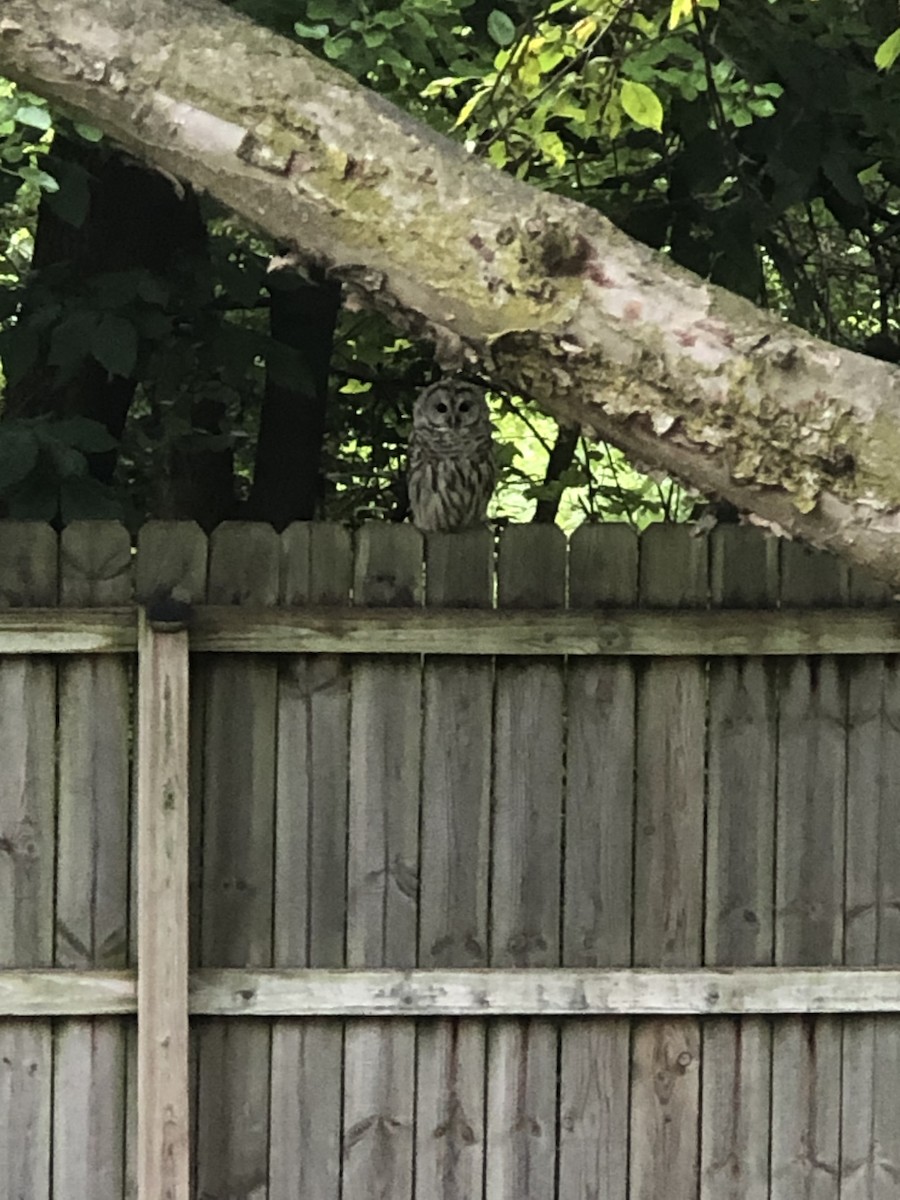 Barred Owl - ML622006023