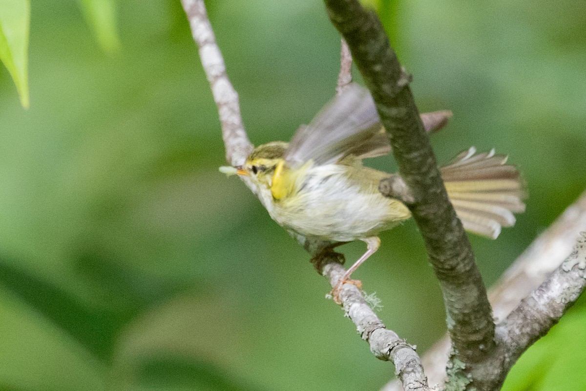 Davison's Leaf Warbler - ML622006024