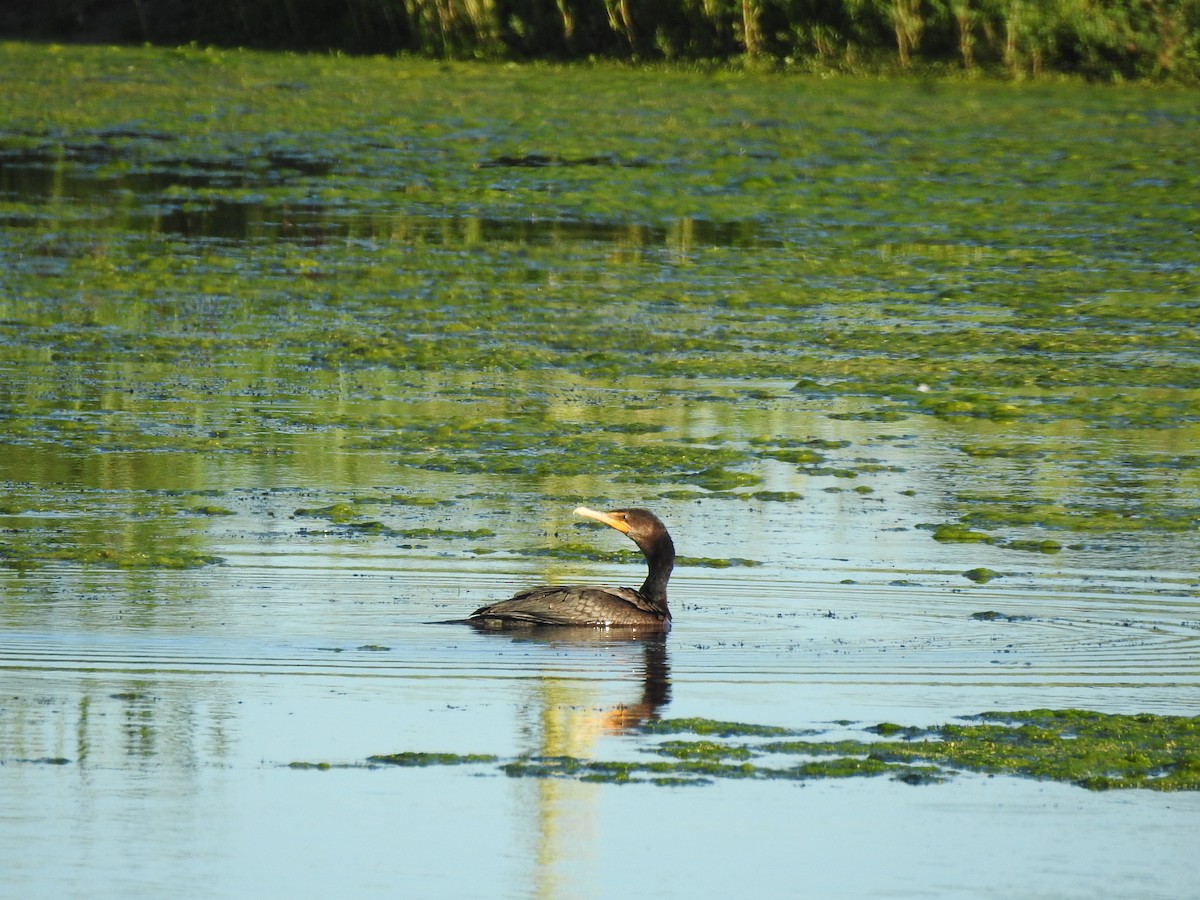 Double-crested Cormorant - ML622006031